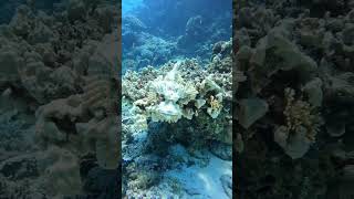 Great camouflage##like video##subscribe...