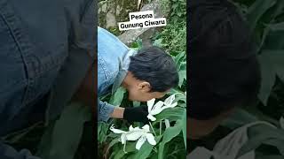 Nemuin Bunga Langka di Gunung Ciwaru #gunungciwaru #wisatamajalengka #Healing #shorts