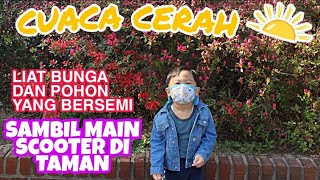 CUACA CERAH‼️BUNGA DAN POHON GUNDUL MULAI BERSEMI 😍🌺