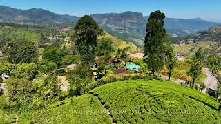 Tea plantation / Sri Lanka Aerial