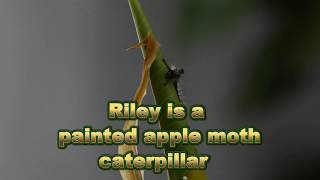 Who is Riley? George the caterpillar part three,