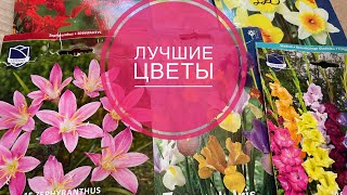 Будут цвести весь сезон, самые лучшие цветы