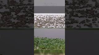 benih atau biji chia ( Salvia hispanica ) #timelapse #tanaman #chia