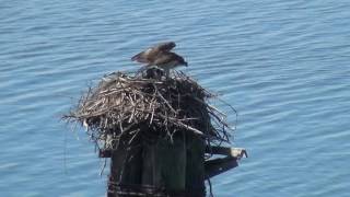 Osprey Cam 6 27 © Ron Bailey, RBPP