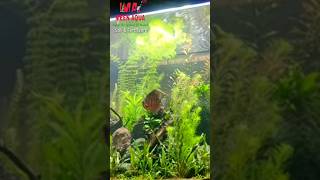 Discuss Aquascaping #fish #shortsvideo #aquariumfish #viral #aquascape