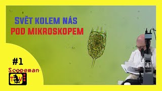 Svět kolem nás pod mikroskopem #1 | Pampeliška a vylovený plankton z pražské Stromovky | CZ 1440p