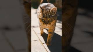 AWW Animals SOO Cute! Cute baby animals Videos  cute moment of the animals  | CUTE ANIMALS #Shorts