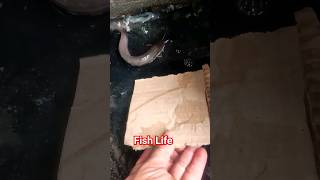 fish Life #ytshorts #ytshorts #fish #fishing #viral #trending #cr7 #animals