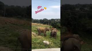 யானைகள்🐘❤ ஒற்றுமையாக பசுமையான காட்டில் வாழும்