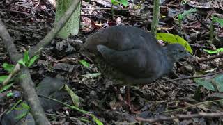 Slaty breasted Tinamou | Crypturellus boucardi