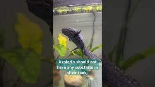 Unpopular opinion! #axolotl #youtube #shorts #viral #axolotlcare