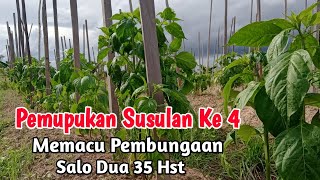 Nutrisi Andalan Petani Cabe‼️Cara Perbanyak Pembungaan Tanaman Cabe Agar Hasill Produksi Meningkat.