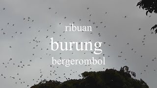 Ribuan burung-burung  bermigrasi ke tempat yang lain