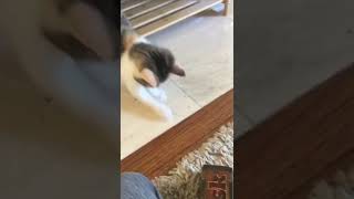 Cat vs soldier