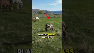 1 Acre Horse Pasture Optimization #horse #mule #donkey #farm #farmanimals