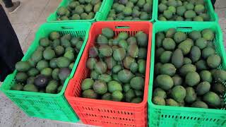 Government launches UGX 103M Hass avocado export