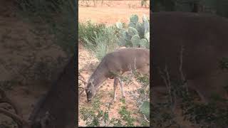 HUGE BUCK | 3 yards from the box stand #deerhunting #Texas #whitetaildeer #hunting