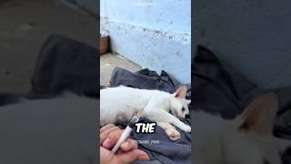 A Man saved Cat😍