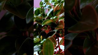 Slow Motion accelerated and attempt to get Youtube HQ decoding engine (40 Mbps) (Ficus Ginseng)