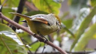 Chestnut-tailed Minla (Bar-throated Siva), Mandala, Arunachal Pradesh, March 2024