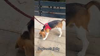 Beagle meets Doberman |Master Fredy meets Mr.Milo |#Shorts