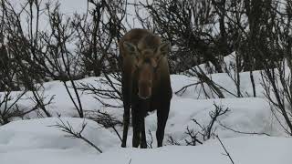 Moose Mourning:  The Mystery of the Dead Calf