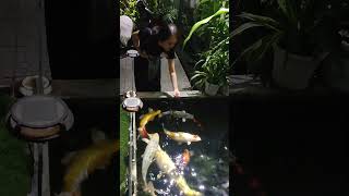 see koi #koi #koifarm #koifish #koipond #fish #fishing #aquarium