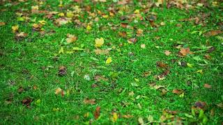 Wind moving bright green grass and leaves | FREE DOWNLOAD #NoCopyright 4k #StockFootage