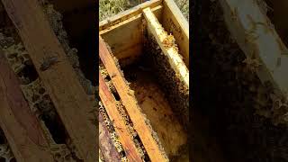 шершні в вулику #bee #beekeeping #beekeeper #honey