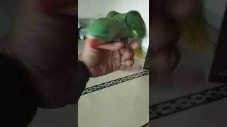 gender identification in alexandrine parakeet | male identification in raa parrot #alexandrineparrot