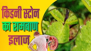 पत्थरचट्टा के फायदे (kidney stone) | Patharchatta ke fayde aur nuksan | kidney stone ka ilaj