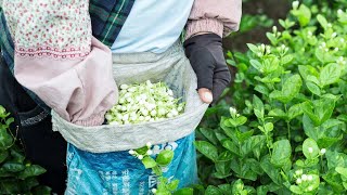 The Life Cycle of Jasmine | Modern Agricultural Planting and Harvesting of Jasmine