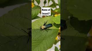 Name of Insect #shorts #insects