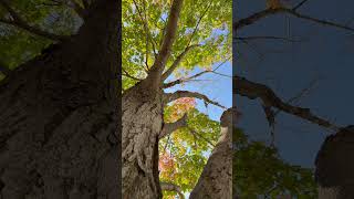 Lookup Tree   #shorts #fyp #leaves