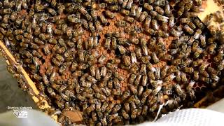 Unique view Inside the hive of bees in the Troodos mountains of Cyprus video by Romos Kotsonis