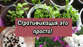 СТРАТИФИКАЦИЯ ПРОСТЫМ ЯЗЫКОМ что это? КАКИМ РАСТЕНИЯМ нужна? Виды и способы стратификации