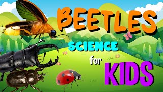 Beetles | Science for Kids