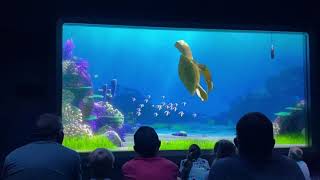 Turtle Talk With Crush & All Those Humans Teaser Hidden Mickey World Nature EPCOT Walt Disney World