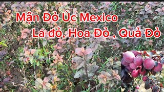 Độc Lạ ! Giống Mận Đỏ Úc Mexico Quả To Chịu Nhiệt - Giống Mận Đỏ Úc Ghép Nhanh Trái