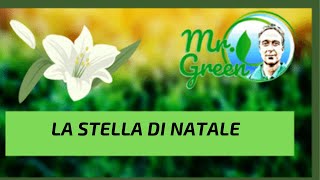 Mr Green e la stella di Natale