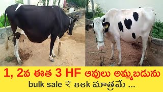 HF ఆవులు అమ్మబడును |9392871656 | hf cows for sale