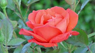 #Футаж красивая роза распускается ◄4K•HD► #Footage beautiful rose blooms