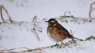 Fenyőrigók és Szőlőrigók Budapesten / Fieldfares & Redwings in Budapest (2017.01.28.)