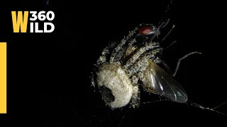 🔴 LIVE || How Alien 👽 Spider 🕸️ 🪤 Trapped Big House FLY 😲 MUST SEE FULL VIDEO || WILD360