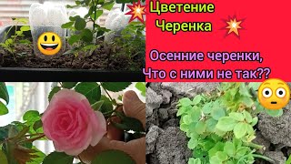 💥Кейт- Лин🌹-спрэй роза, сплошные достоинства😃 💪👍! ;Плохое новости от Осенних черенков🤦‍♀️😳😳...