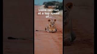 How fast are lions?