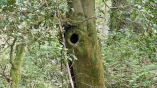 "Deep Forest" ~ Stradey Woods ~ Llanelli