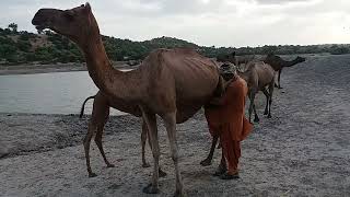 How Milking the Camel 🐪 by one person.