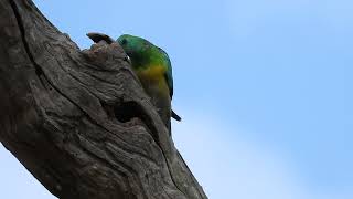 Red-rumped parrot