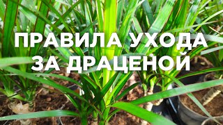 Драцена. Уход за растением в домашних условиях